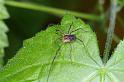 Mitopus_morio_D4657_Z_89_Waterleidingduinen_Nederland