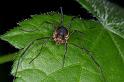 Mitopus_morio_D4658_Z_89_Waterleidingduinen_Nederland