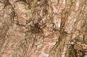 Mitopus_morio_D6989_Z_85_Waterleidingduinen_Nederland