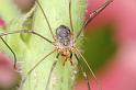 Mitopus_morio_D7477_Z_88_Badhoevedorp_Nederland