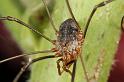 Mitopus_morio_D7478_Z_89_Badhoevedorp_Nederland