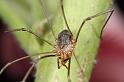 Mitopus_morio_D7479_Z_89_Badhoevedorp_Nederland