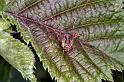 Mitopus_morio_F0048_Z_85_-_Frankrijk