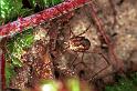 Mitopus_morio_F0188_Z_75_Waterleidingduinen_Nederland