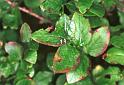 Mitopus_morio_F2033_Z_80_Veenendaal_Nederland