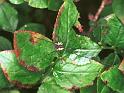 Mitopus_morio_F2034_Z_80_Veenendaal_Nederland