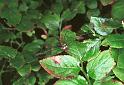Mitopus_morio_F2035_Z_80_Veenendaal_Nederland