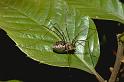 Mitopus_morio_P0050_Z_85_Veenendaal_Nederland