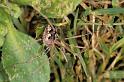 Mitopus_morio_P0195_Z_80_Badhoevedorp_Nederland