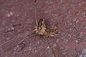 Mitopus_morio_P0197_Z_85_Badhoevedorp_Nederland