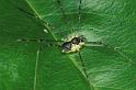 Mitopus_morio_P0309_Z_90_Waterleidingduinen_Nederland