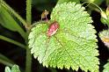 Odiellus_ZZ333_F0963_Z_78_Parcey_Frankrijk