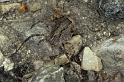 Odiellus_spinosus_P0888_Z_90_-_Frankrijk