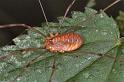 Opilio_canestrinii_F0224_Z_80_Utrecht_Nederland