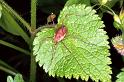 Opilio_canestrinii_F0962_O_78_Parcey_Frankrijk