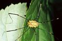 Opilio_canestrinii_P0290_Z_85_Badhoevedorp_Nederland