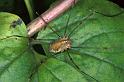 Opilio_canestrinii_P1234_Z_80_Lodeve_Frankrijk