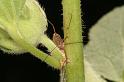 Paroligolophus_agrestis_D3753_Z_82_Badhoevedorp_Nederland