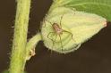 Paroligolophus_agrestis_D3754_Z_85_Badhoevedorp_Nederland