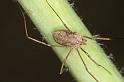 Paroligolophus_agrestis_D3755_Z_82_Badhoevedorp_Nederland