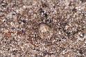 Paroligolophus_agrestis_D4041_Z_82_Waterleidingduinen_Nederland
