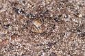 Paroligolophus_agrestis_D4042_Z_82_Waterleidingduinen_Nederland