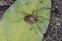 Paroligolophus_agrestis_D4044_Z_88_Waterleidingduinen_Nederland