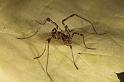 Paroligolophus_agrestis_D7669_Z_86_Oeverlanden_Nederland