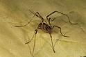 Paroligolophus_agrestis_D7670_Z_87_Oeverlanden_Nederland
