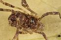 Paroligolophus_agrestis_D7671_Z_88_Oeverlanden_Nederland