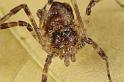 Paroligolophus_agrestis_D7672_Z_87_Oeverlanden_Nederland