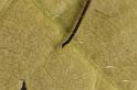 Paroligolophus_agrestis_D7673_Z_88_Oeverlanden_Nederland