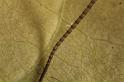 Paroligolophus_agrestis_D7674_Z_88_Oeverlanden_Nederland