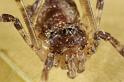 Paroligolophus_agrestis_D7675_Z_87_Oeverlanden_Nederland