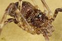 Paroligolophus_agrestis_D7676_Z_87_Oeverlanden_Nederland