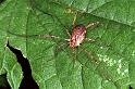 Paroligolophus_agrestis_F0094_Z_78_Waterleidingduinen_Nederland