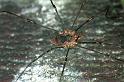 Phalangium_opilio_F0202_Z_90_Badhoevedorp_Nederland