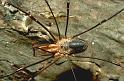 Phalangium_opilio_P0089_Z_93_Veenendaal_Nederland