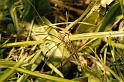 Phalangium_opilio_P0106_Z_75_Badhoevedorp_Nederland
