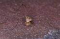 Phalangium_opilio_P0142_O_80_Badhoevedorp_Nederland