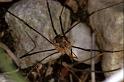 Phalangium_opilio_P0906_O_84_Soube_Frankrijk