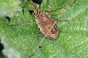 Rilaena_triangularis_D4402_Z_85_Oostvlieland_Nederland