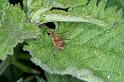 Rilaena_triangularis_D4403_Z_87_Oostvlieland_Nederland
