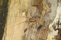 Rilaena_triangularis_D5821_Z_82_-_Nederland