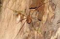 Rilaena_triangularis_D5822_Z_89_-_Nederland