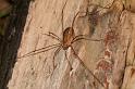Rilaena_triangularis_D5823_Z_89_-_Nederland