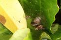 Rilaena_triangularis_D5855_Z_86_Badhoevedorp_Nederland