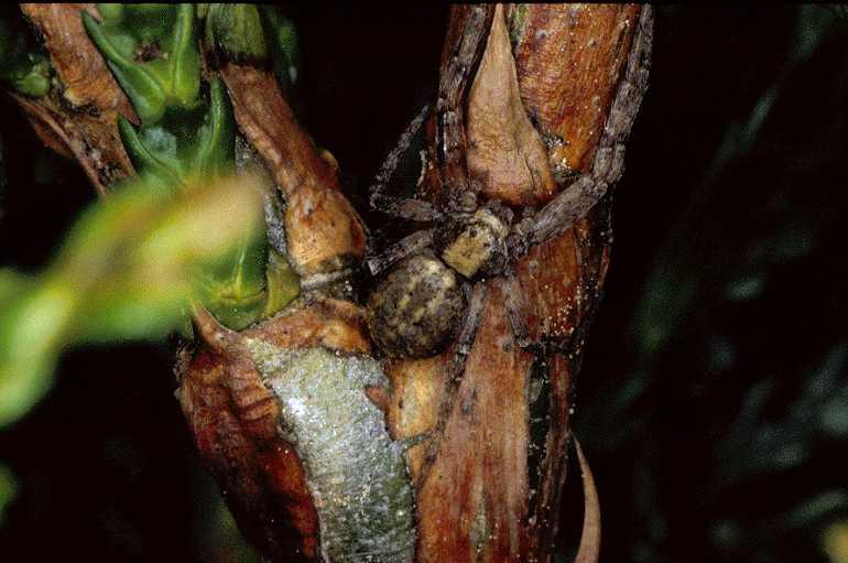 Philodromus_ZZ007_P0549_Z_75_Guilermie_Frankrijk.jpg