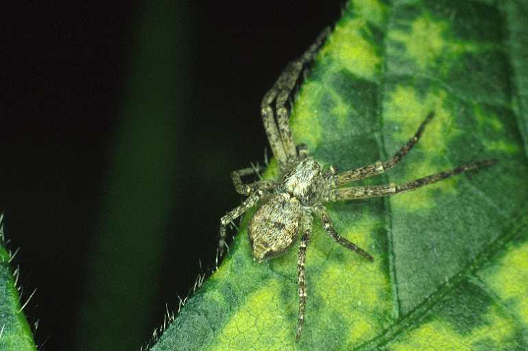 Philodromus_ZZ015_P0362_Z_90_Waterleidingduinen_Nederland.jpg