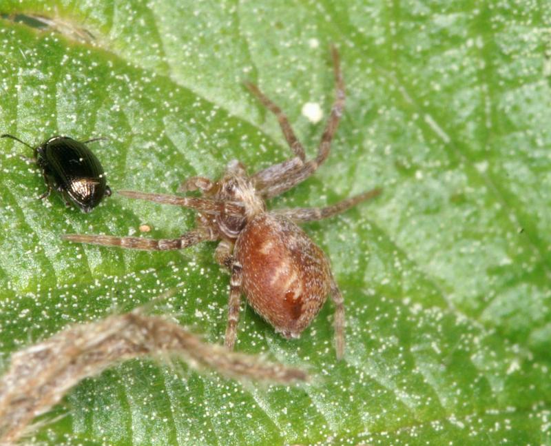 Philodromus_ZZ360_D4394_Z_85_Oostvlieland_Nederland.jpg
